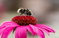 Hommel bedolven onder de stuifmeel van Ingrid Aanen thumbnail