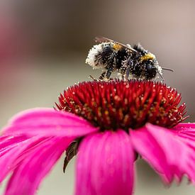 Bumblebee buried in pollen by Ingrid Aanen