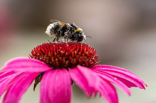 Bumblebee buried in pollen