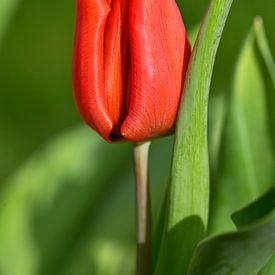 Red tulip on green background by H.Remerie Photography and digital art