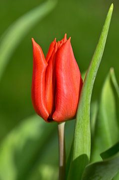 Rote Tulpe auf grünem Hintergrund
