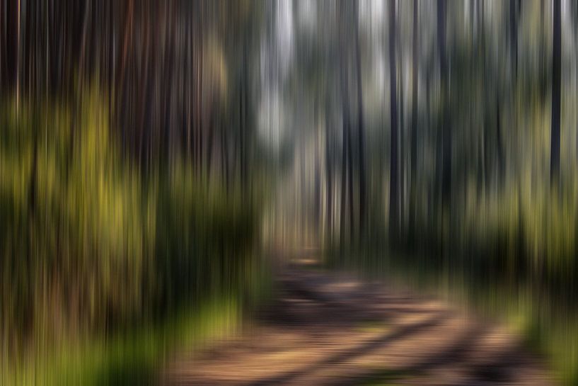 Forest walk by URS.INHO
