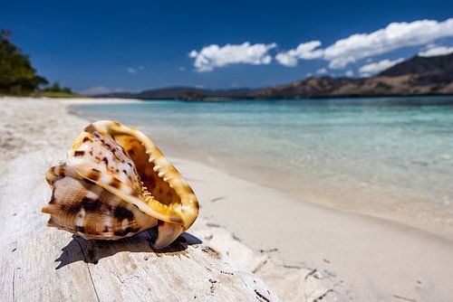 Tropische schelp op het strand van het eiland Komodo in Indonesie