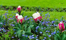 tulips very special by joyce kool