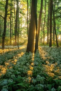 Wild garlic by Martin Podt