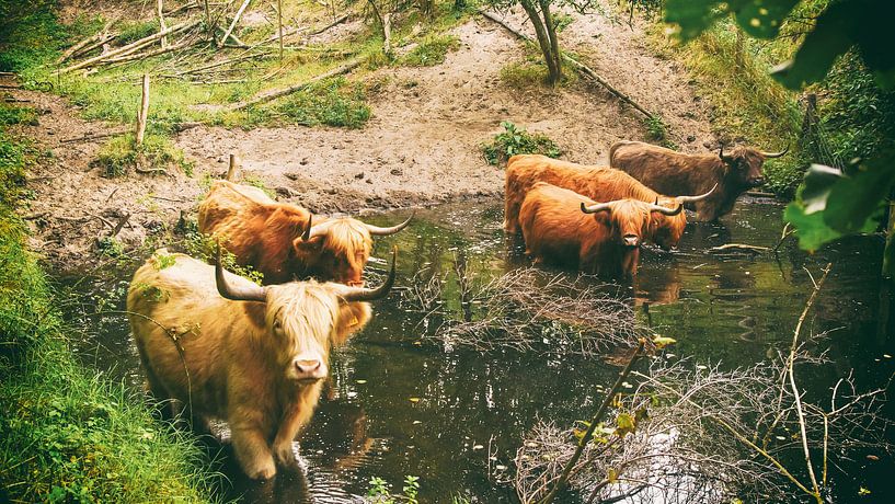 Hooglanders by Dirk van Egmond