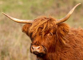 Schottischer Highlander mit grünem Hintergrund von By Marjolein Design