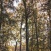 Herfst in het bos van Tessa Dommerholt