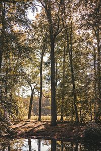 L'automne dans la forêt