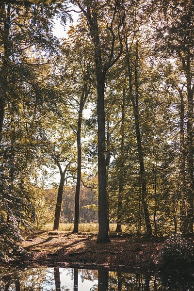 Herbst im Wald von Tessa in Focus