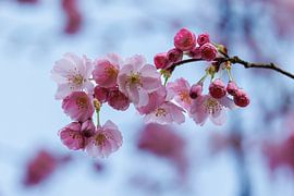 Close-up of cherry blossom by Thijs Friederich