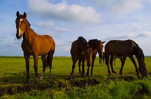 Paarden