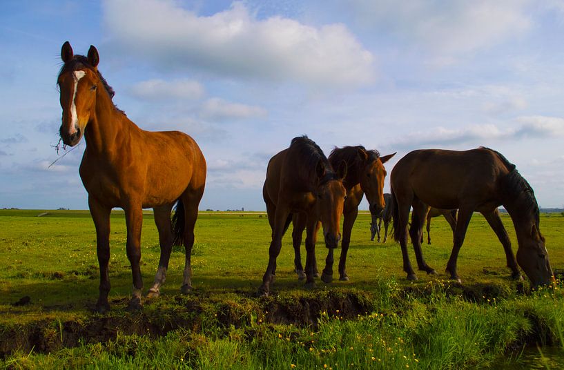 Paarden by Brian Morgan