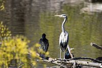 Bird vogel