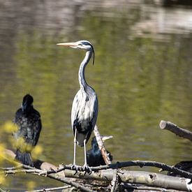 Bird vogel von Erwin Zwaan