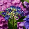 Hortensia in paars, blauw en rose van Jani Moerlands