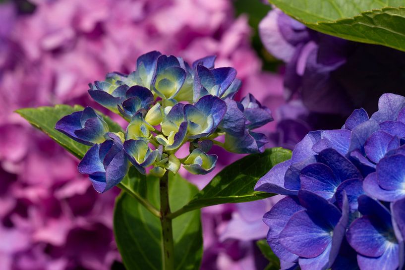 Hortensia en violet, bleu et rose par Jani Moerlands