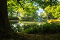 The blue boathouse in the forest by Moetwil en van Dijk - Fotografie thumbnail