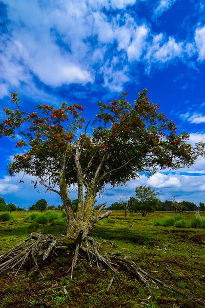 Boom met de wortel boven de grond in het Bargerveen. by Lisanne Bosch