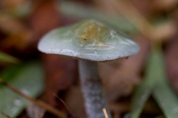 Mushroom #009