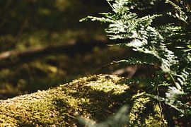 Magisches Moos im Wald von Elise van der Bruggen