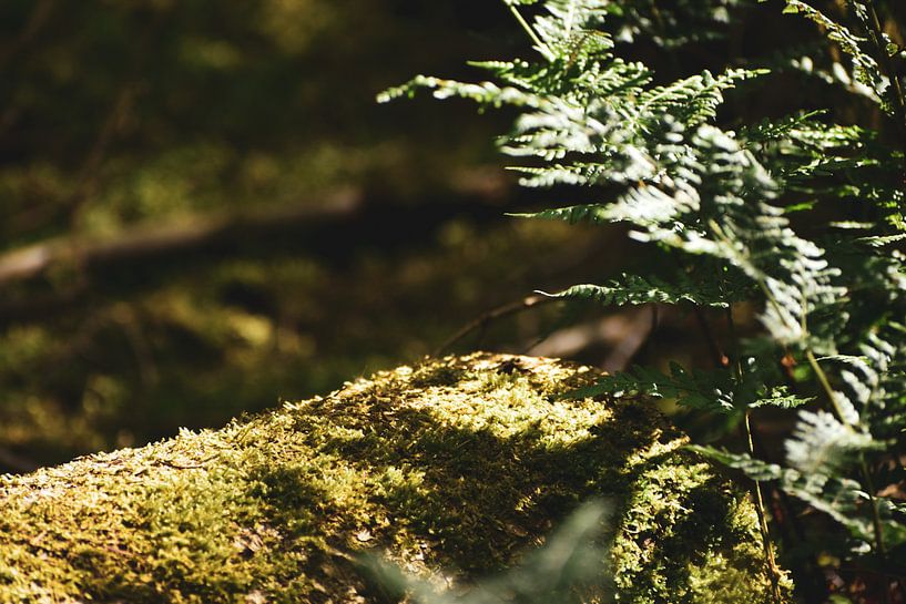 Mousse magique dans la forêt par Elise van der Bruggen