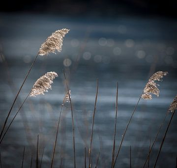 Reed plumes by Ingrid Ronde
