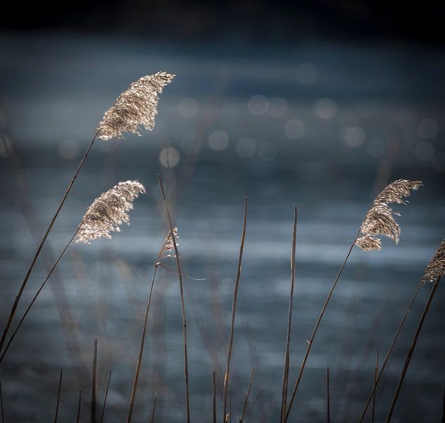 Reed plumes by Ingrid Ronde