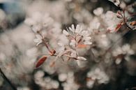 Blühen mit Details von Sanne van Pinxten Miniaturansicht