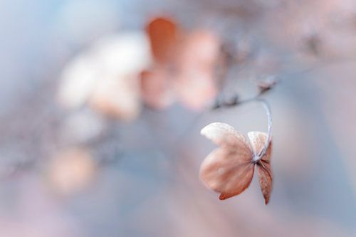 Zachte winterkleuren