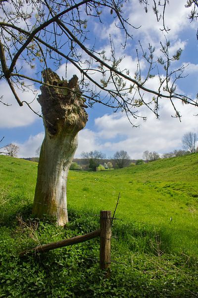 Pollard willow in Geul valley by Henny Joosten