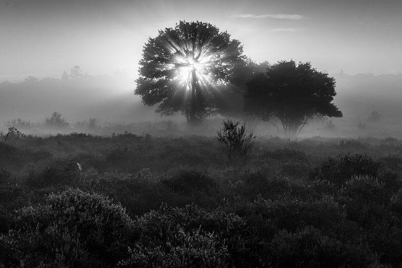 Heather Pano Zuiderheide Laren NH - black and white photo by Jolanda Aalbers
