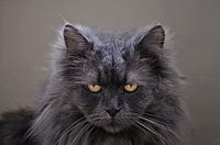 Katze