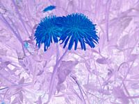 Blaue blume