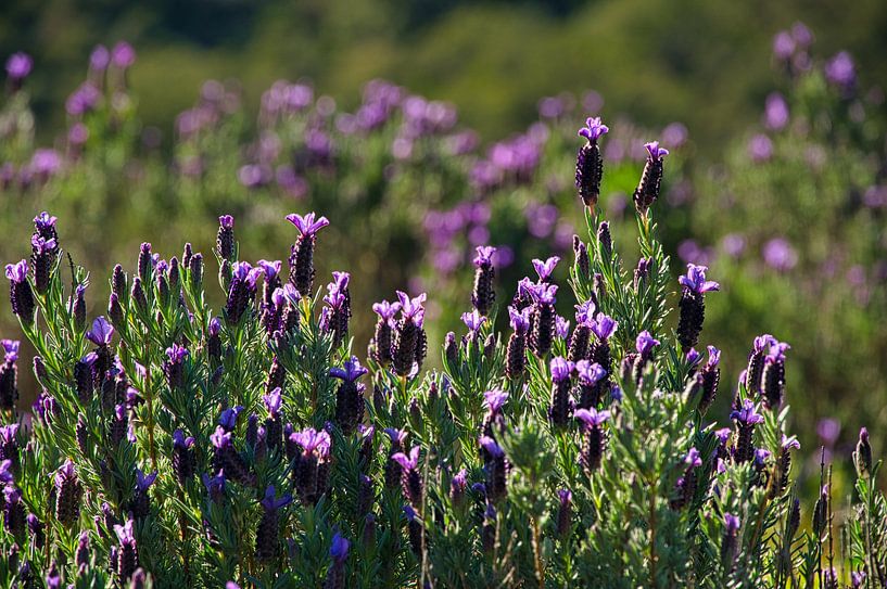 Wilde kuiflavendel van Tanja Voigt