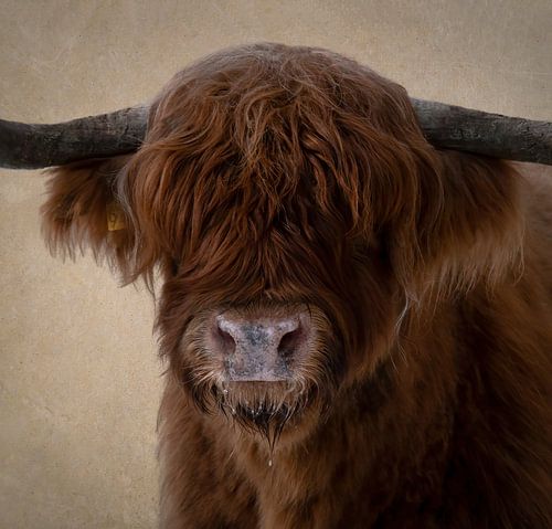 Scottish Highlander head