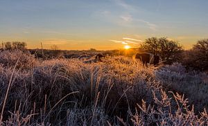 Stimmungsvolles Winterfoto mit Raureif und Vieh