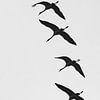 Kraniche im Flug schwarz weiß von Detlef Schöler Fotografie
