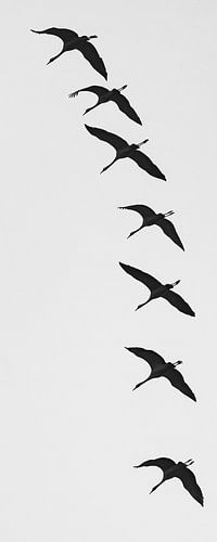 Kraanvogels in vlucht zwart-wit