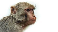 Der weise Affe von Nepal in Weiß