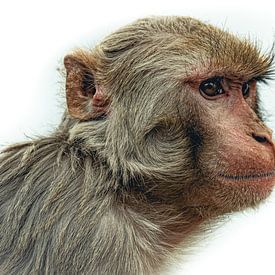 De wijze aap van Nepal in het wit van Eleven Monkeys