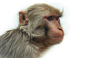 Le singe sage du Népal en blanc sur Eleven Monkeys