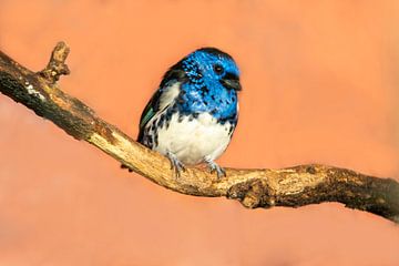 blue turquoise tanager bird sitting on a branch by Mario Plechaty Photography