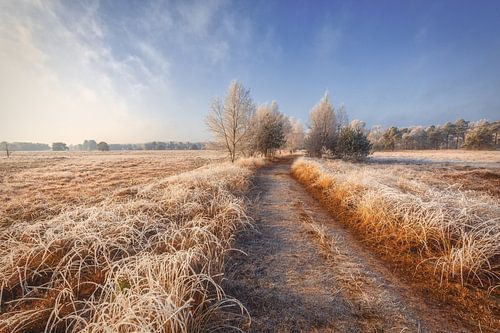 Un matin d'hiver dans la nature