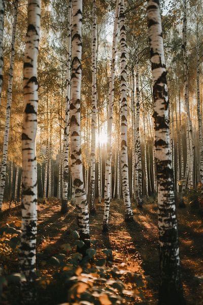 Morgenstimmung im Birkenwald von fernlichtsicht