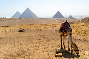 Kamel in der Wüste bei den Pyramiden von Gizeh in Ägypten
