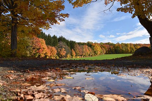 Une forêt d'érable en automne
