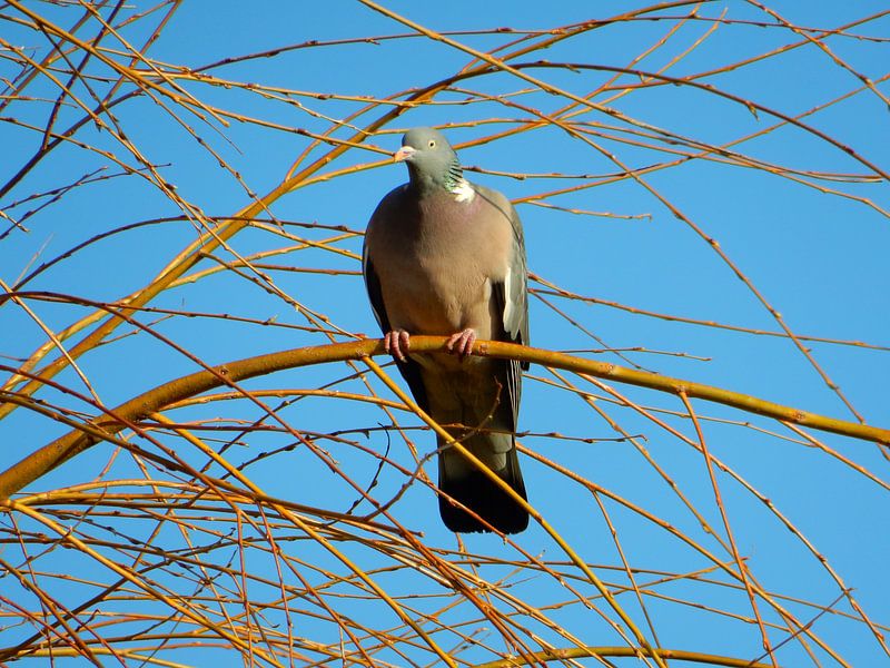 wood pigeon by Joke te Grotenhuis
