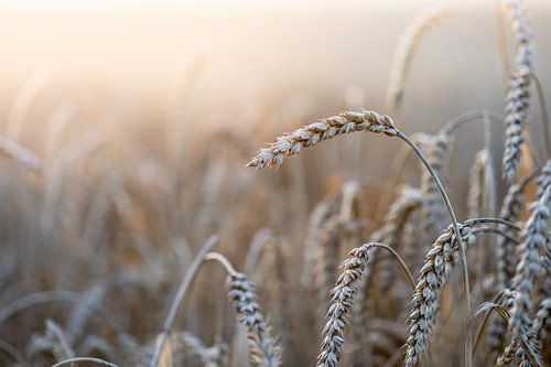 Cereals in the sunset