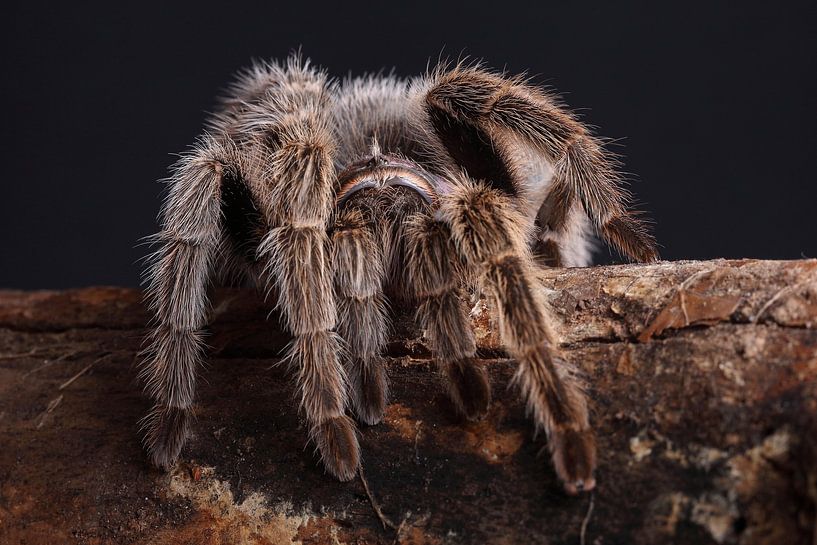 Chilenische Vogelspinne (Grammostola rosea) von Ronald Pol